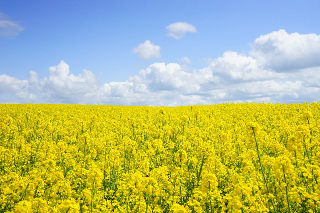 A field of yellow rapeseed and blue skies